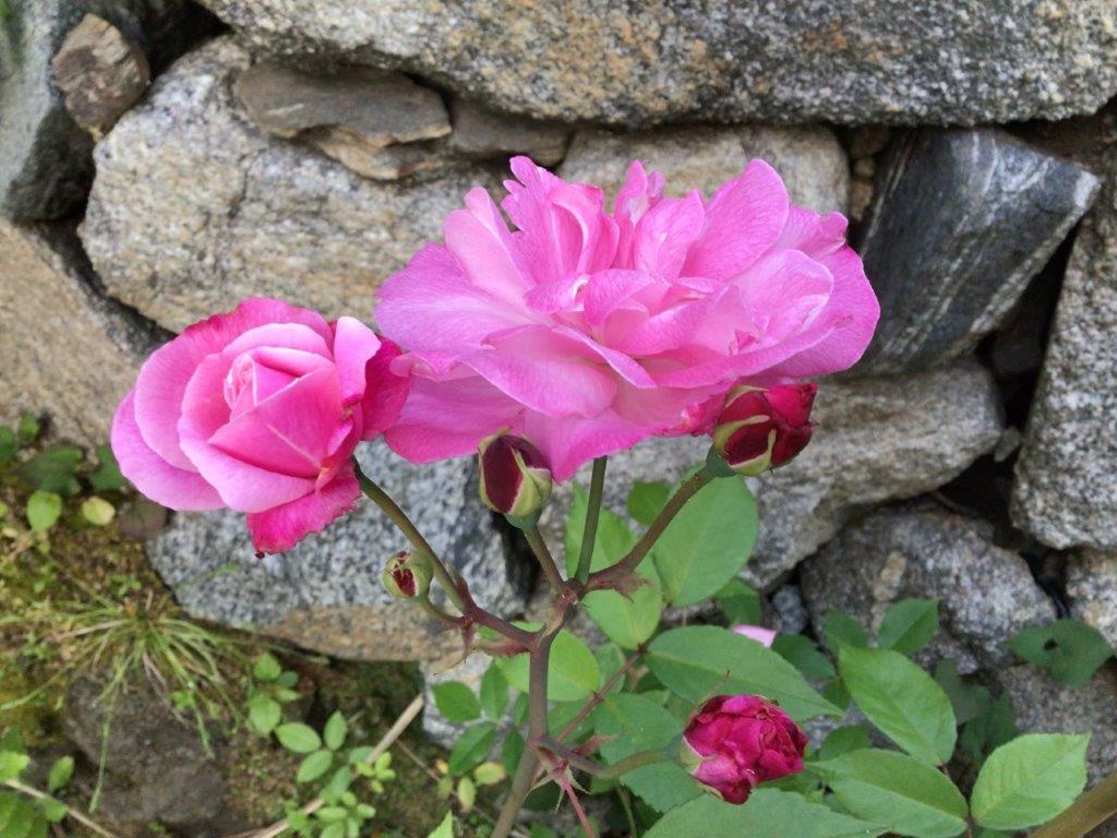 京都実家から羽咋へ移植したピンク系の【京雅】きょうみやび